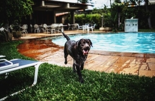Pet-Friendly-Hotels