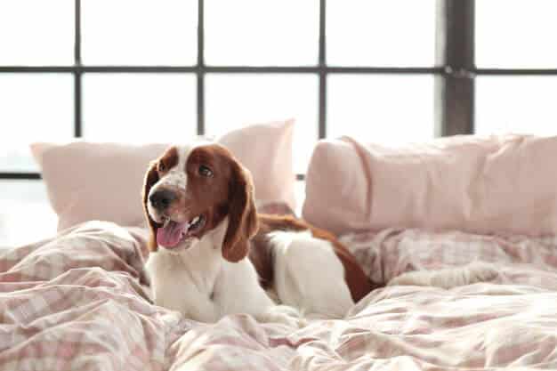 Pet Friendly Hotels