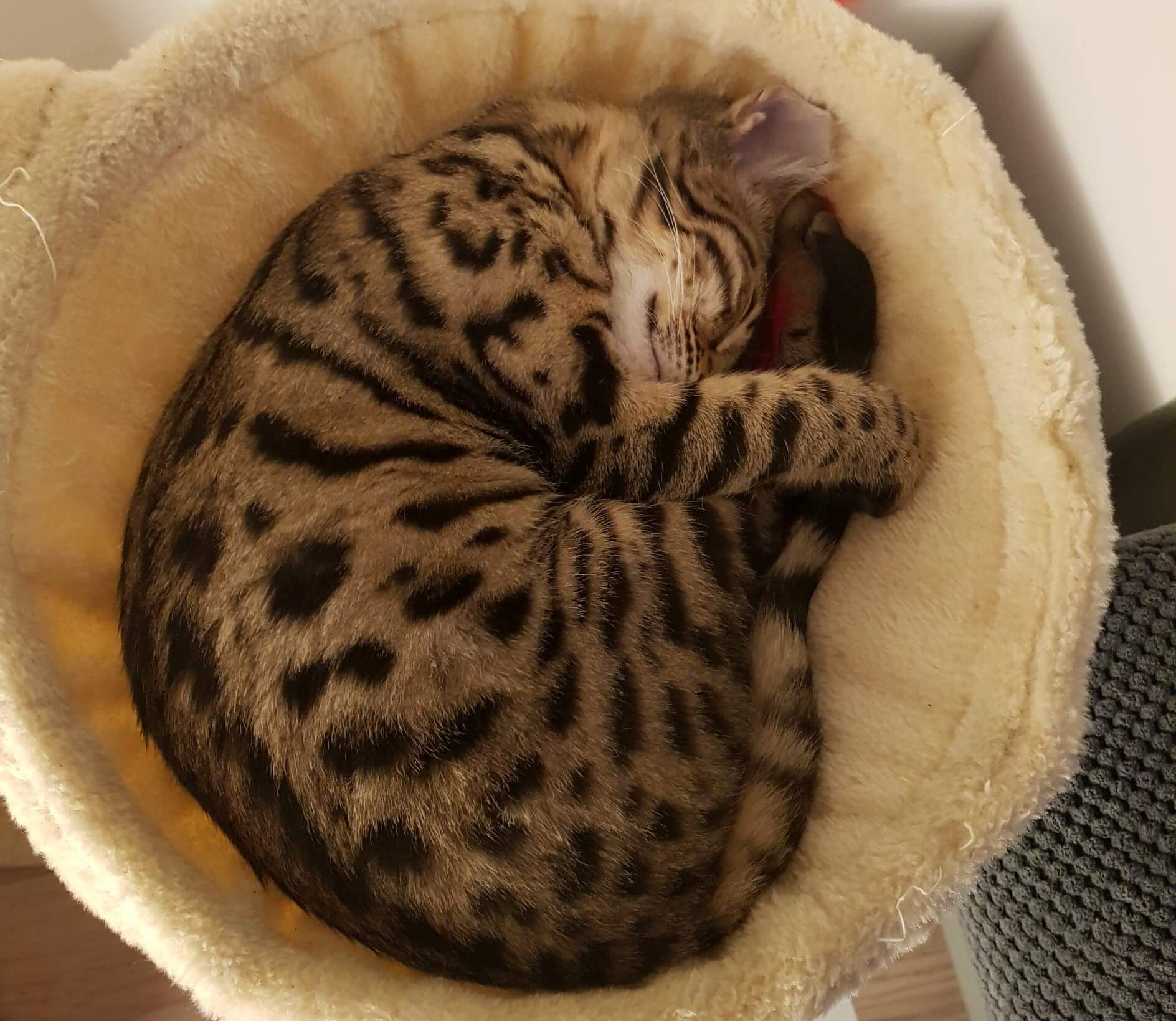 sweet-kitty