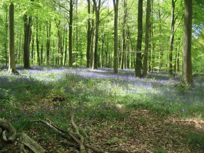 Micheldever Forest