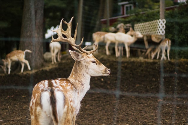 Discover The Best Zoos in the UK to Visit