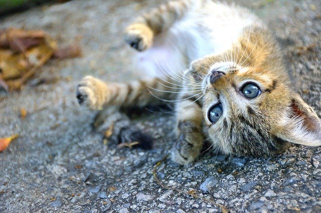 kitten